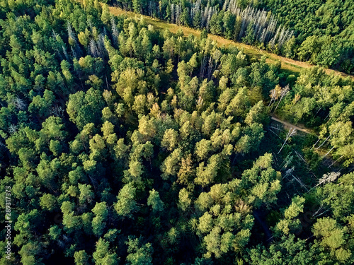 Fototapeta Beautiful panoramic aerial drone view to Bialowieza Forest - one of the last and