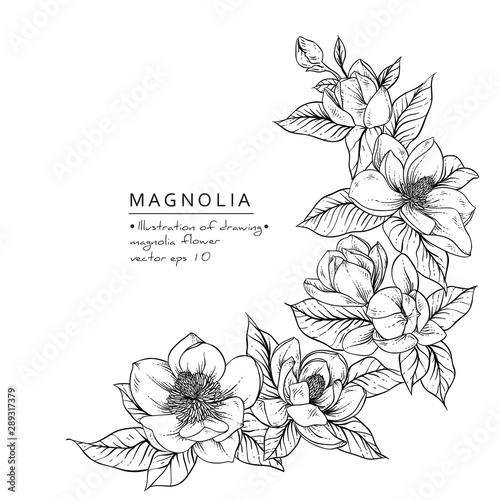 Sketch Floral Botany Collection. Magnolia flower drawings. Black and white with line art on white backgrounds. Hand Drawn Botanical Illustrations.Vector.