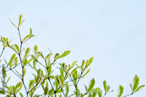 green leaves and blue sky background