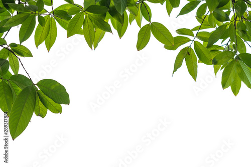 Green leaf nature background