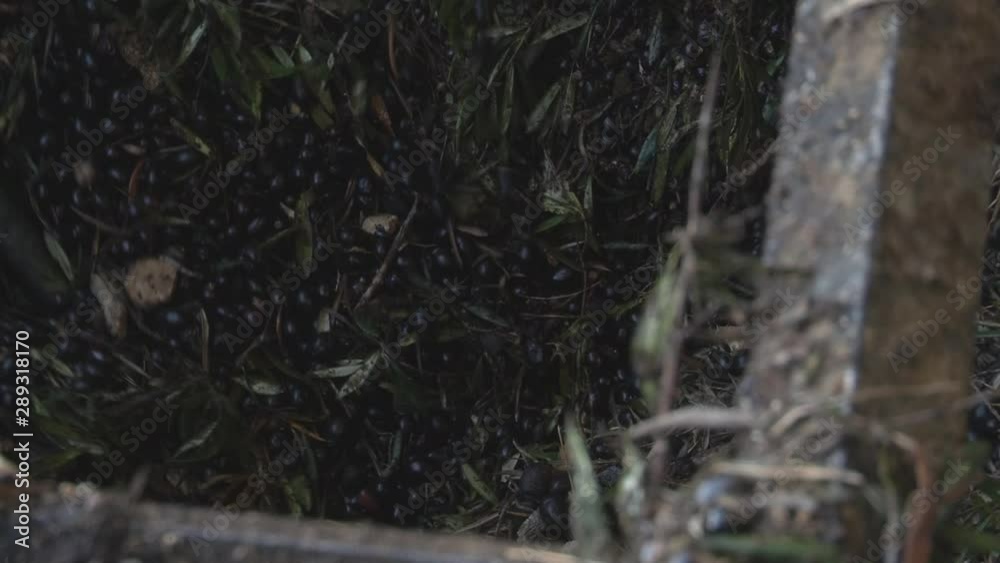 Olives Being Pushed Through Machinery. Olive Oil Processing Factory. Closeup. Olives Being Pushed Through Machinery. Olive Oil Processing Factory. Closeup.