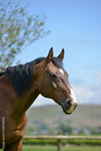 portrait of a horse, against a blue sky with copy-space. 