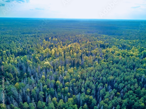 Beautiful panoramic aerial drone view to Bialowieza Forest - one of the last and largest remaining parts of the immense primeval forest that once stretched across the European Plain