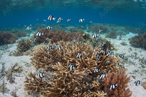 Humbug damselfish hover above fragile staghorn corals amid the remote islands of Raja Ampat, Indonesia. This equatorial region is possibly the center for marine biodiversity.
