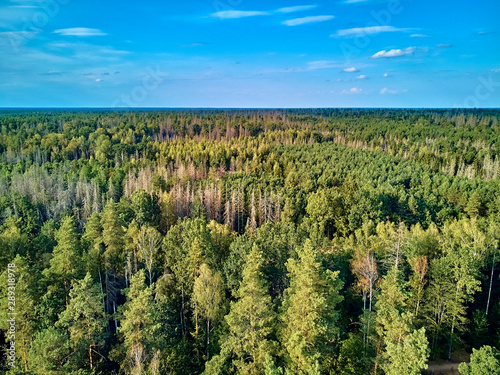 Fotografie, Obraz Beautiful panoramic aerial drone view to Bialowieza Forest - one of the last and