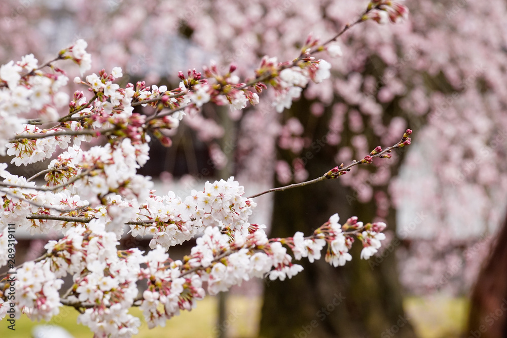 Obraz premium 醍醐寺の桜