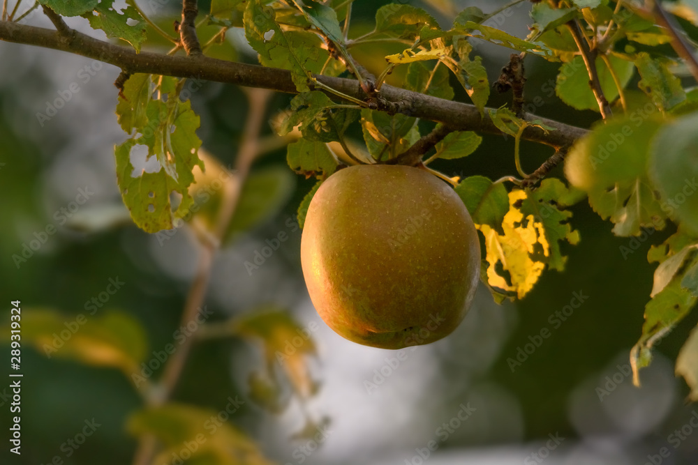 Ein Boskop Apfel hängt an einem Ast Ein Boskop Apfel hängt an einem Ast