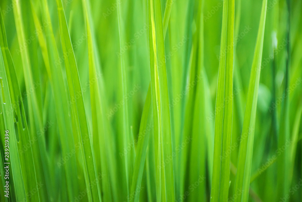 Close up of green grass with blurred background. selective focus. Close up of green grass with blurred background. selective focus.
