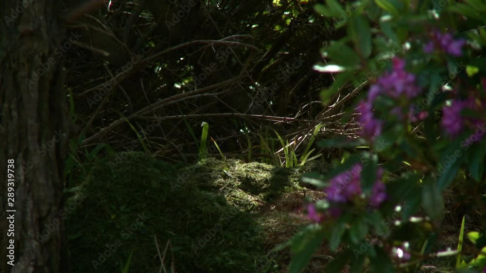 Steady, medium close up shot of grass with a spotlight of sun shining down.