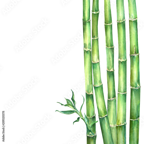 Fototapeta Naklejka Na Ścianę i Meble -  Composition of 5 green stems bamboo