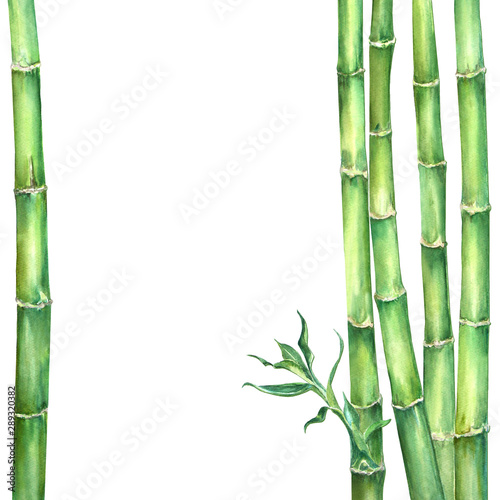 Composition of green bamboo 1_4 stems