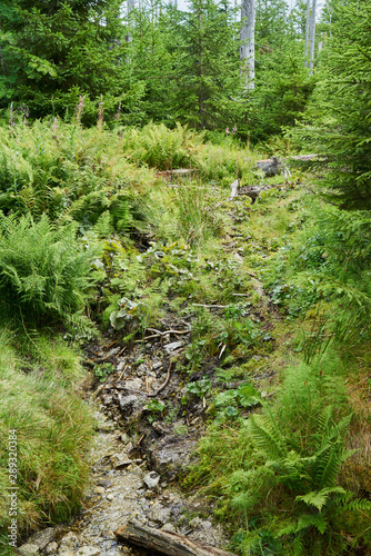 Nationalpark Bayrische Wald von Waldhäuser bis Neuschönau und rund um den Berg Lusen 1373m