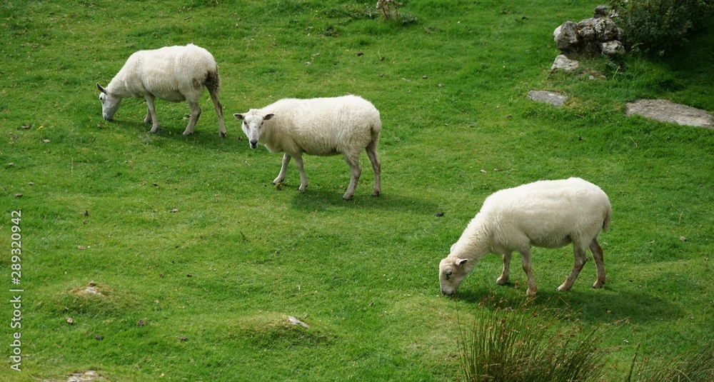 Sheep Grazing on Grass in a Meadow Sheep Grazing on Grass in a Meadow