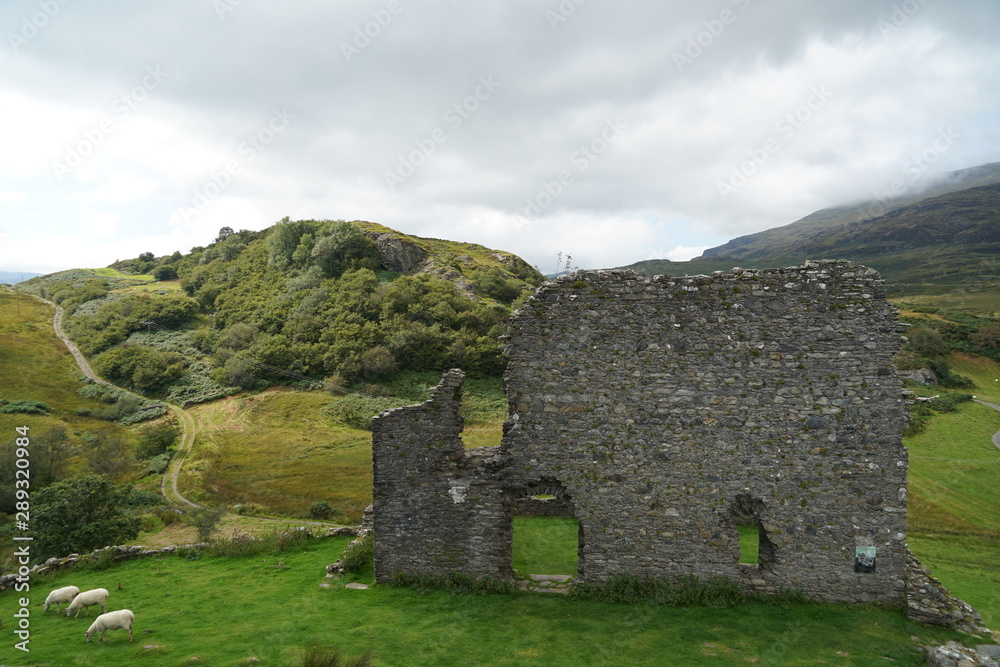 Flock of Sheep Grazing on Grass Near Stone Wall Ruins Flock of Sheep Grazing on Grass Near Stone Wall Ruins