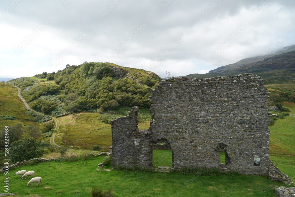 Flock of Sheep Grazing on Grass Near Stone Wall Ruins Flock of Sheep Grazing on Grass Near Stone Wall Ruins