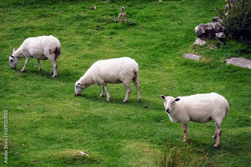 Sheep Grazing on Grass in a Meadow