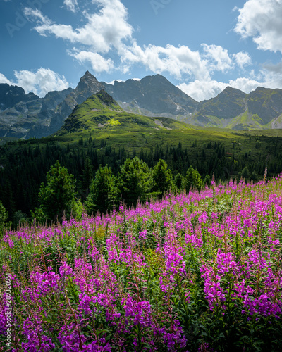 wild flowers in the mountains