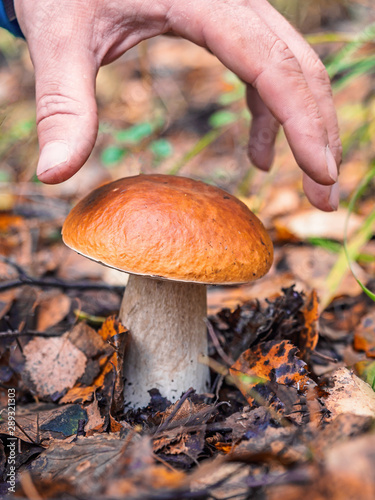 Human hand picks a white mushroom. Looking for mushrooms in the forest. Male hand pick a big cep mushroom in a forest in autumn. Forest mushroom picking season. Edible boletes. A big beautiful