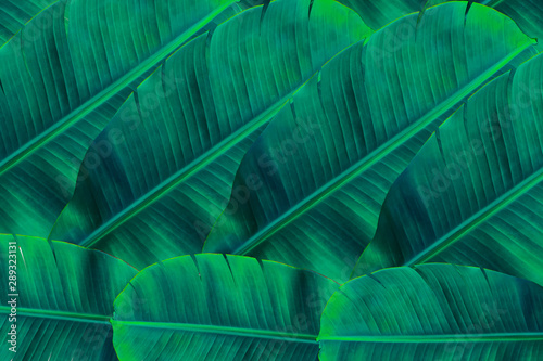 Background banana leaf. Green leaf.