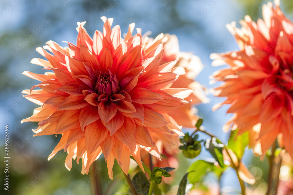 Dahlia flower called Dahlia Color Spectacie, grown in a garden Dahlia flower called Dahlia Color Spectacie, grown in a garden