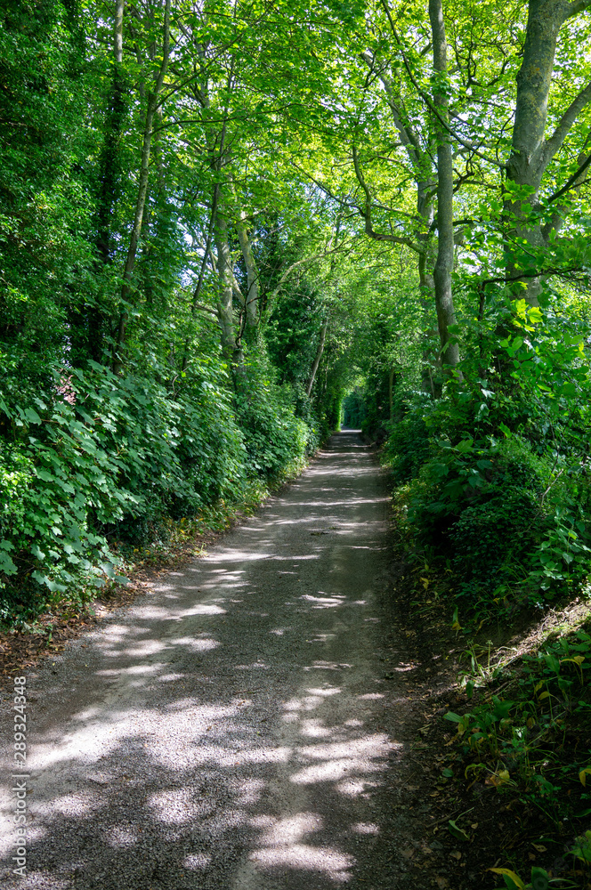 Track Through a green wood Track Through a green wood