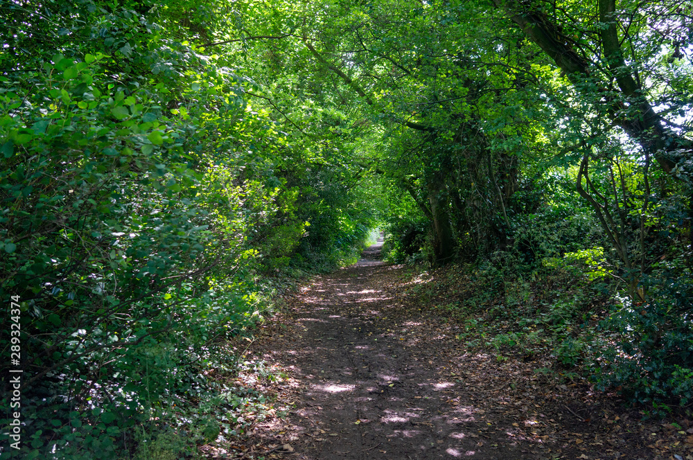 Fototapeta premium Track through a green wood