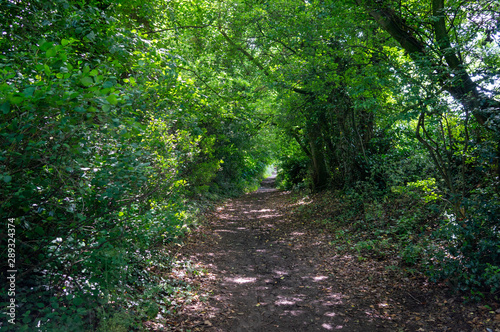 Track through a green wood