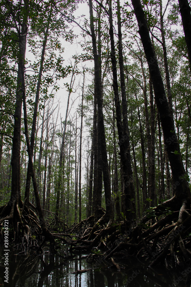 Fototapeta premium Dark mangrove tall forest