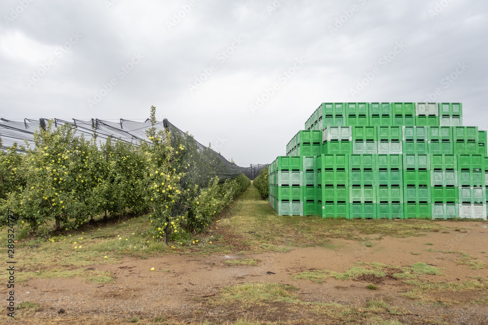view of a large farm holding apples and boxes for collection