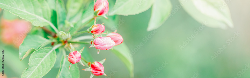 Beautiful macro of pink red wild apple cherry buds on tree branches with light green leaves. Natural floral background with copyspace. Banner header for website. Pale faded pastel colours. Beautiful macro of pink red wild apple cherry buds on tree branches with light green leaves. Natural floral background with copyspace. Banner header for website. Pale faded pastel colours.