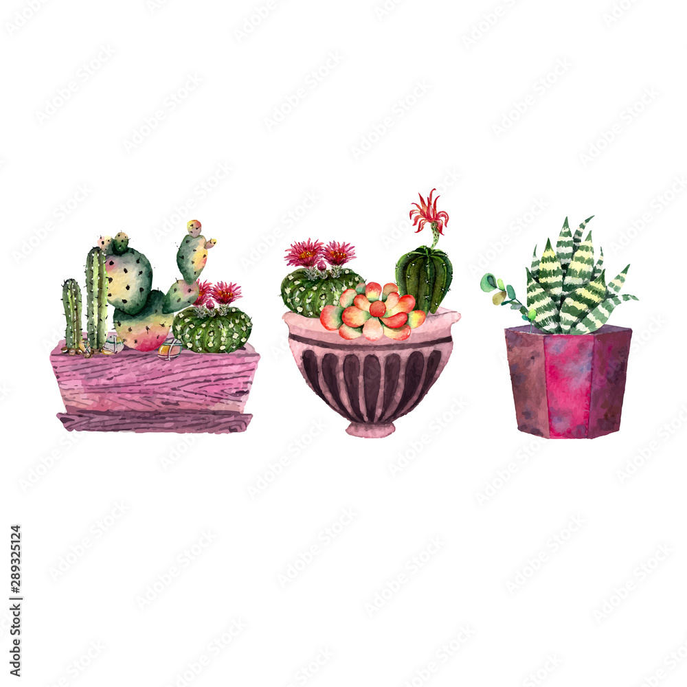flowers in pots isolated on white flowers in pots isolated on white
