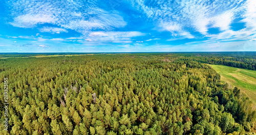 Beautiful panoramic aerial drone view to Bialowieza Forest - one of the last and largest remaining parts of the immense primeval forest that once stretched across the European Plain photo