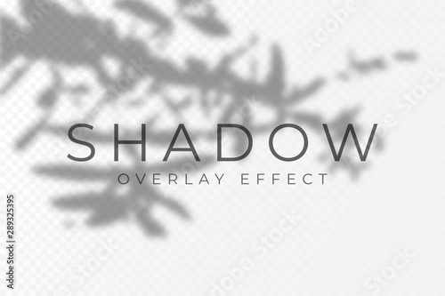 Shadow overlay effect. Transparent soft light and shadows from plant branches, leaves and foliage. Mockup of transparent shadow overlay effect and natural lightning