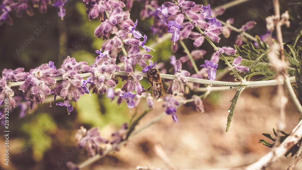 Obraz premium fleur violettes 