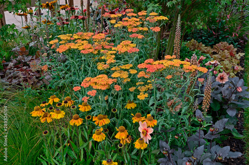 Obraz premium A colourful flower border with Achillea millefolium Paprika and Heleniums