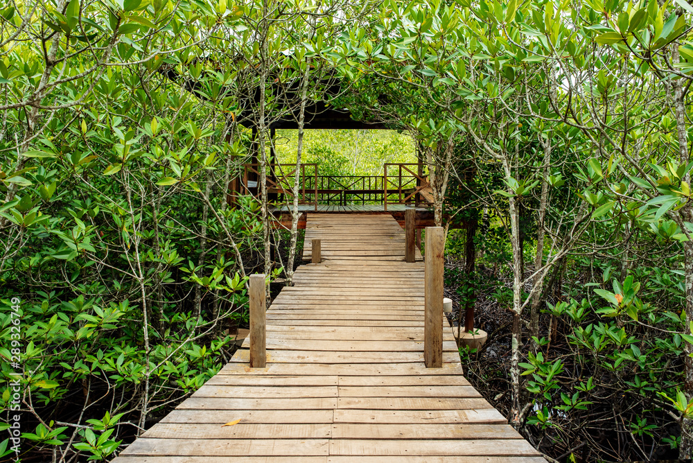 A wooden bridge in Seashore forest in Thailand. A wooden bridge in Seashore forest in Thailand.
