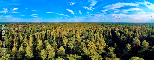 Fotografie, Obraz Beautiful panoramic aerial drone view to Bialowieza Forest - one of the last and