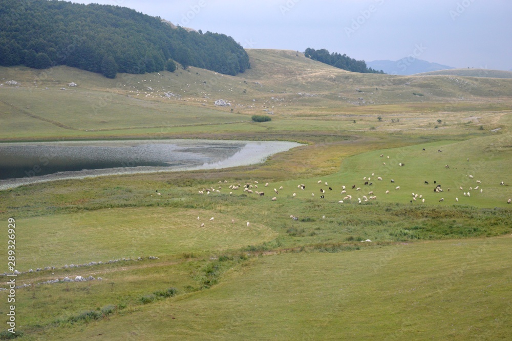 a large flock of sheep by the lake