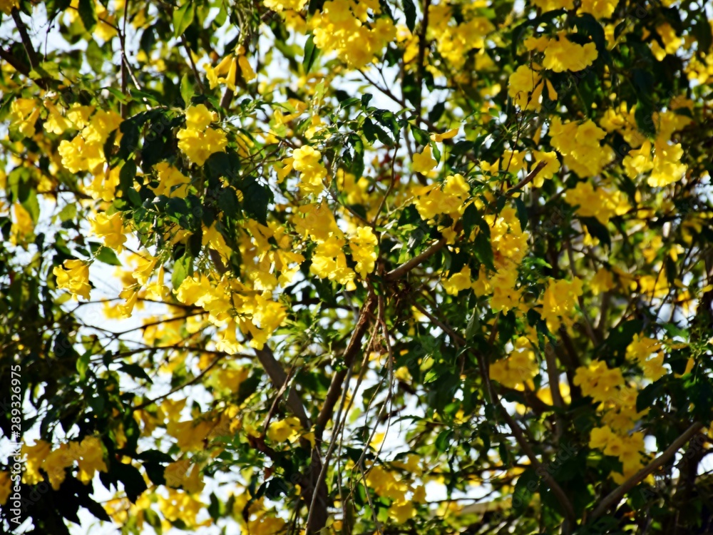 The blooming yellow flowers look beautiful and very refreshing, used as a natural background image.