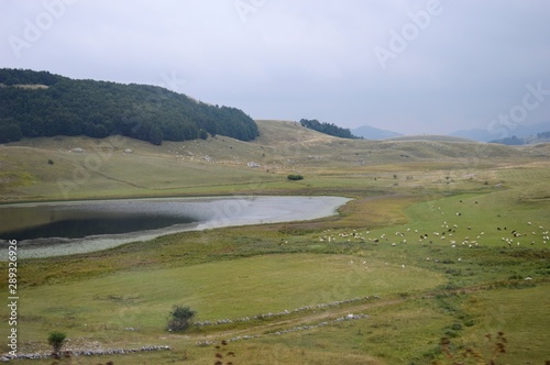 a large flock of sheep by the lake © oljasimovic