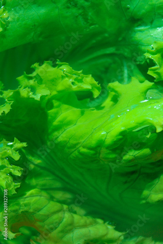 Blurred image of green leaves. Nature, food concept. Abstract green background.