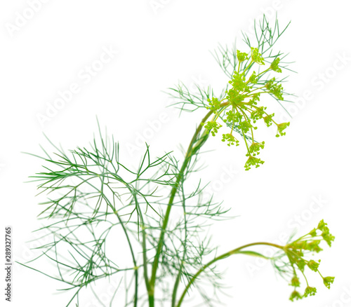 Close up shot of branch of fresh green dill herb leaves.