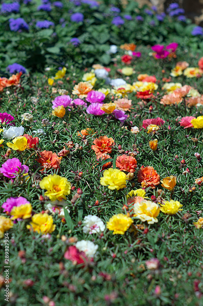 Colorful flowers in the summer flower garden.