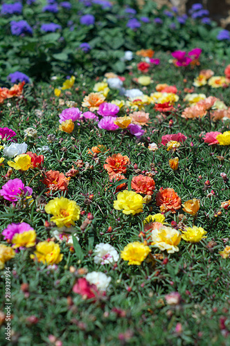 Colorful flowers in the summer flower garden.
