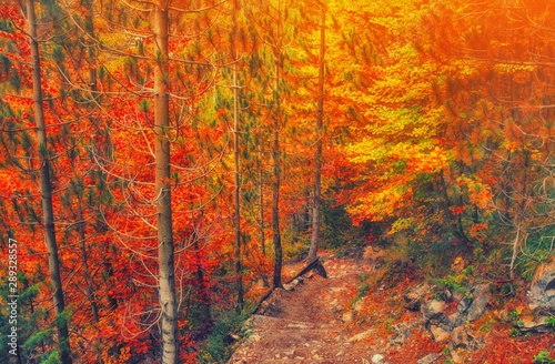 Path in natural park with autumn trees. Sunny autumn picturesque forest landscape with sunlight. Fall trees with colorful leaves background. Forest scenery fall leaves gold foliage road  warm light.