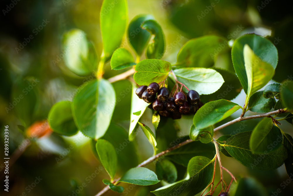 Chokeberry. Aronia berries close-up. Beautiful ripe black chokeberry photo background Chokeberry. Aronia berries close-up. Beautiful ripe black chokeberry photo background