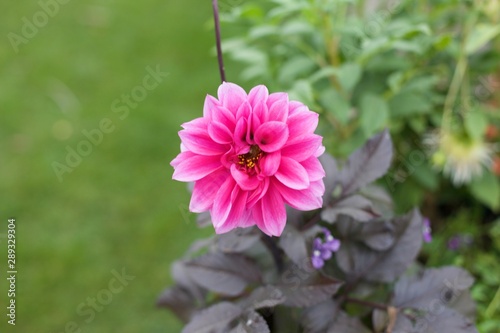 Pink flower