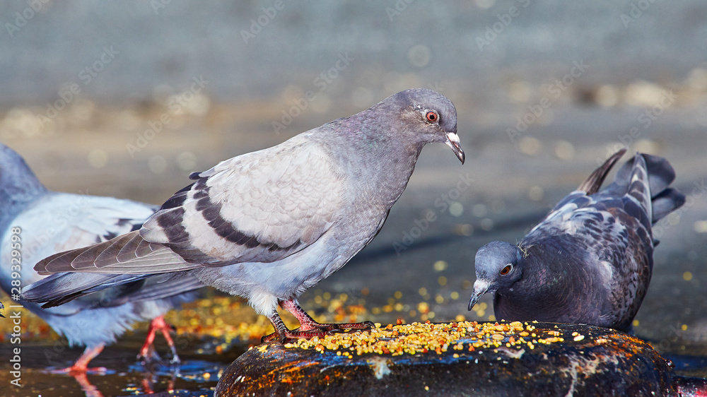 Fototapeta premium Pigeons close-up on a combined background