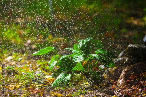 Rain is watering the plants. Heavy rain. Beautiful rain large drops. Photo background with rain and nature.