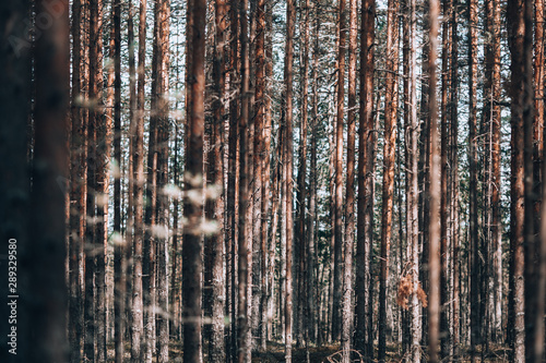 Pine forest  trunks. Parallel trees in the forest. Photo background forest landscape.